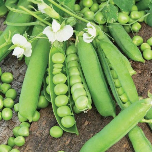 Горох Парус, 25г семян