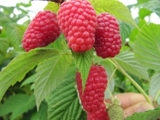 Малина ремонтантная Самородок