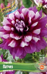 Георгина Патчез, р-р I, серия Махси - 1шт