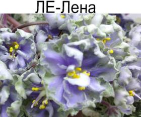 ЛЕ-Лена (Лебецкая)