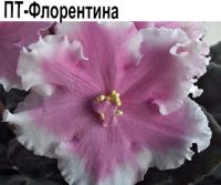 ПТ-Флорентина