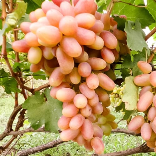 Виноград столовый Сенсация