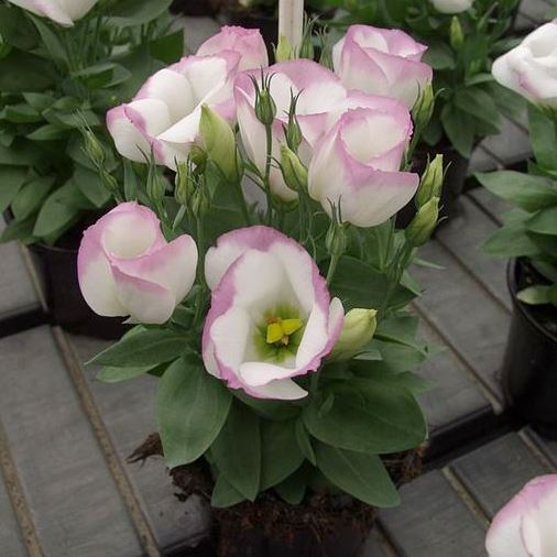 Эустома(Лизиантус) (Eustoma grandiflorum) Sapphire Pink Rim, 100 драже