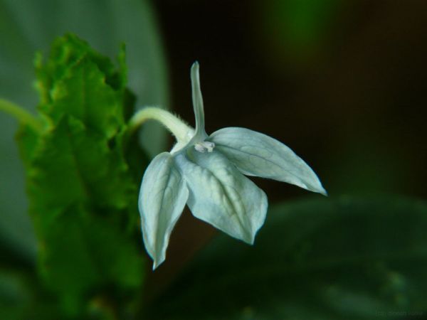 Ecbolium (Кроссандра «Зелёный Лёд»)