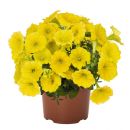 Петуния Potunia Canary Yellow