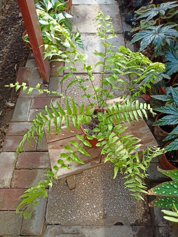 Нефролепис Yellow Cristata