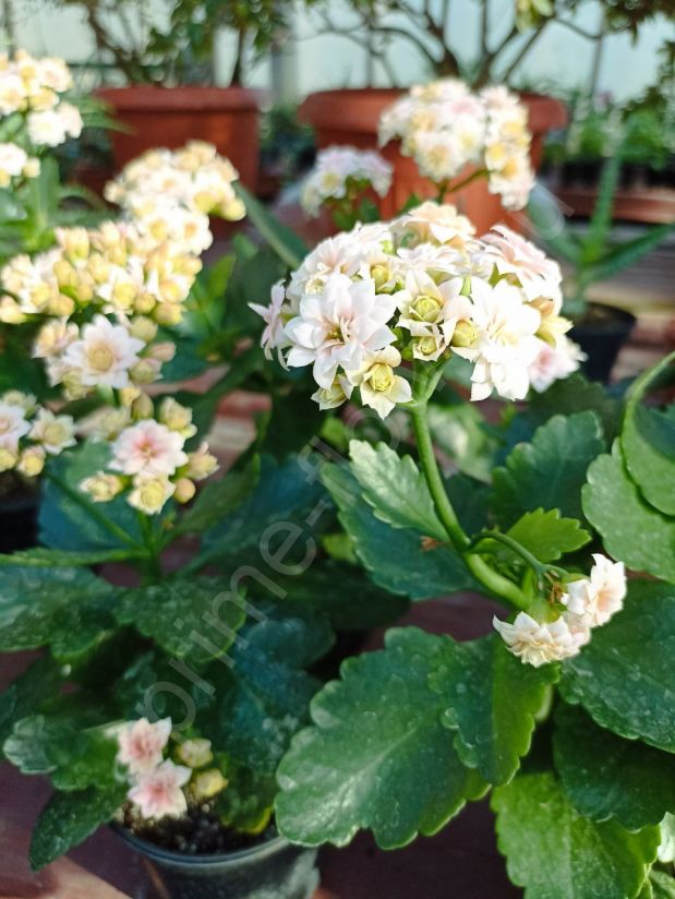 Каланхоэ Блоссфельда