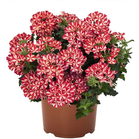 ВЕРБЕНА EMPRESS FLAIR RED STAR