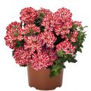 ВЕРБЕНА EMPRESS FLAIR RED STAR