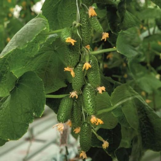 Огурец партенокарпический Смарт F1, 50шт семян