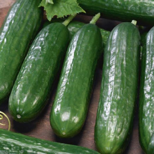 Огурец партенокарпический Месье Оливье F1, 50шт семян