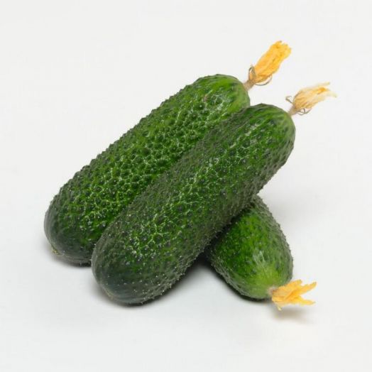 Огурец партенокарпический Алпака F1, 50шт семян