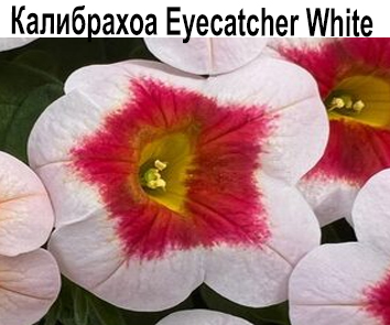 Калибрахоа Eyecatcher White