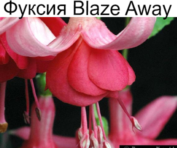 Фуксия Blaze Away амп