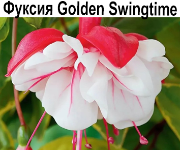 Фуксия Golden Swingtime амп