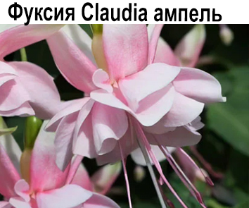 Фуксия Claudia амп