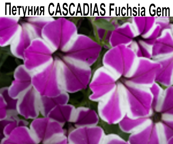 Петуния Cascadias Fuchsia Gem