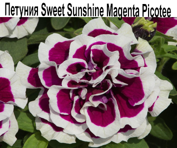 Петуния Sweet Sunshine Magenta Picotee