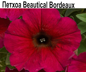Петхоа Beautical Bordeaux