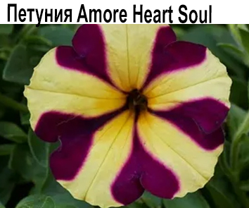 Петуния Amore Heart Soul
