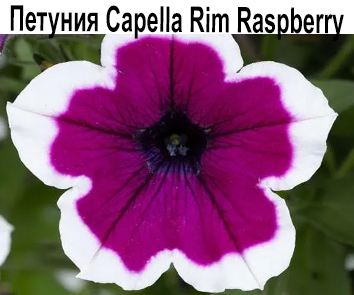 Петуния Capella Rim Raspberry
