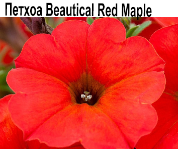 Петхоа Beautical Red Maple