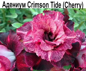 Адениум  Crimson Tide (Cherry)