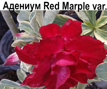 Адениум  пестролистный Red Marple var.