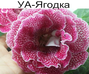 Глоксиния УА-Ягодка