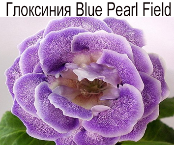 Глоксиния Blue Pearl Fiold