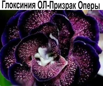 Глоксиния ОЛ-Призрак Оперы