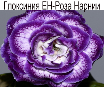 Глоксиния ЕН-Роза Нарнии