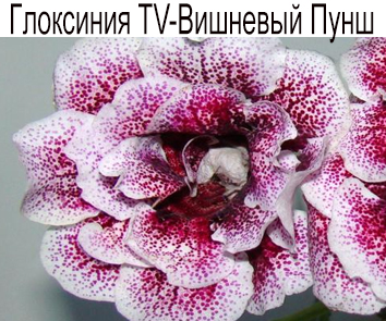 Глоксиния TV-Вишневый Пунш