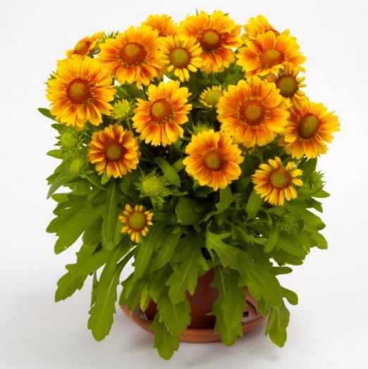 Гайллардия крупноцветковая (Gaillardia grandiflora) Mesa Peach, 50 семян