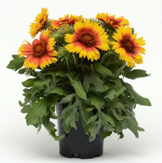 Гайллардия крупноцветковая (Gaillardia grandiflora) Mesa Bright Bicolor, 50 семян