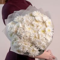 Хризантема Алтай белая в упаковке от 7 шт