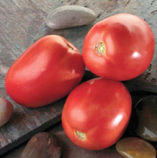 Томат детерминантный Диаболик F1, 50шт семян