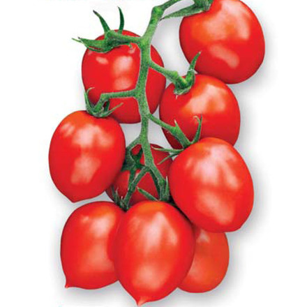 Томат детерминантный Рио Фуэго, 50шт семян