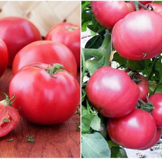 Томат детерминантный Титан розовый, 50шт семян