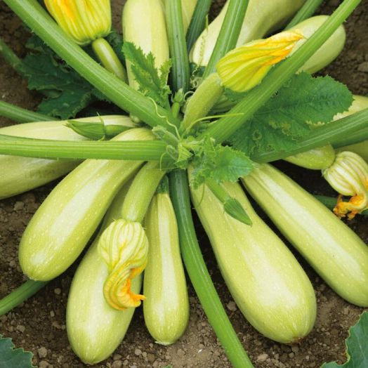 Кабачок Ленуца F1, 50шт семян