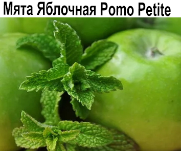 Мята Pomo (яблоко)