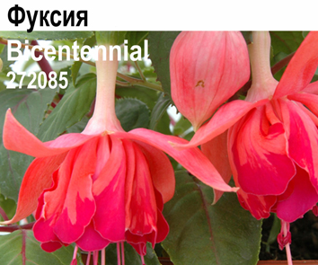 Фуксия Bicentennial амп