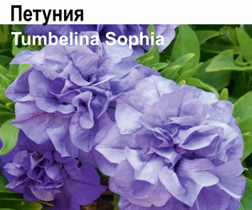 Петуния Tumbelina Sophia
