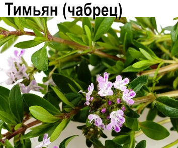 Тимьян
