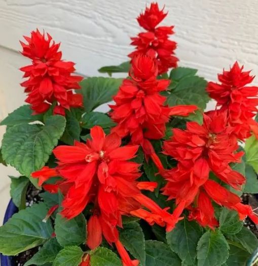 Сальвия блестящая (Salvia splendens) St. John's Fire, 1г семян