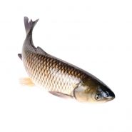 Белый амур (живая рыба)