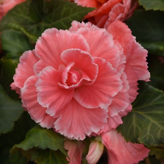 Бегония клубневая (Begonia tuberosa) Amerihybrid Picotee Lace Pink, 25 драже