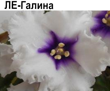 ЛЕ-Галина (Лебецкая)