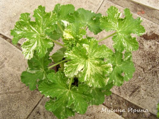 Charmay Snowflurry № 1805