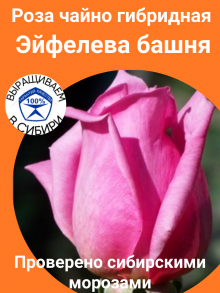 Саженцы розы чайно-гибридной Эйфелева башня